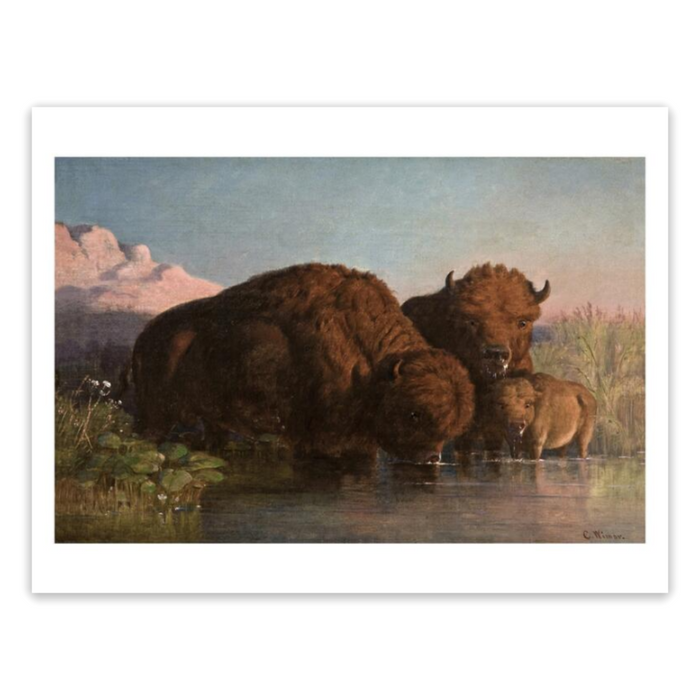 Charles Ferdinand Wimar "Buffalo Drinking" Made-to-Order Print