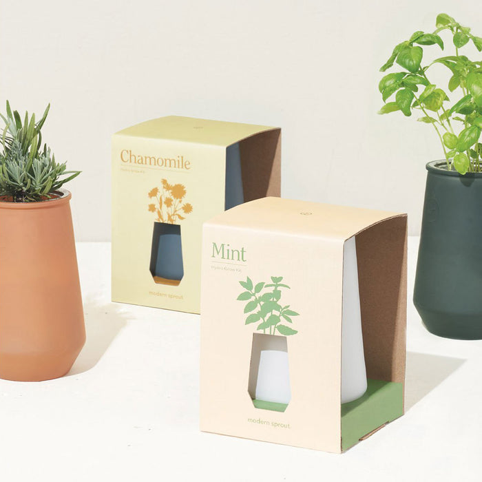Tapered Glass Hydroponic Herb Grow Kit