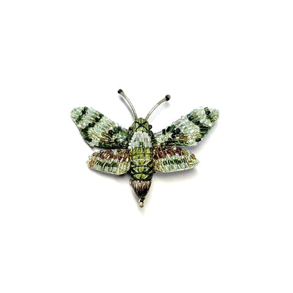 Hawk Moth